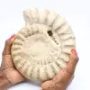 Amonite fóssil - 0
