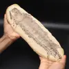Grande fóssil de peixe - 0