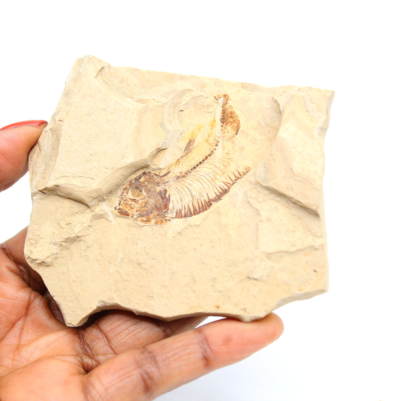 Fossilização de peixes do Marrocos