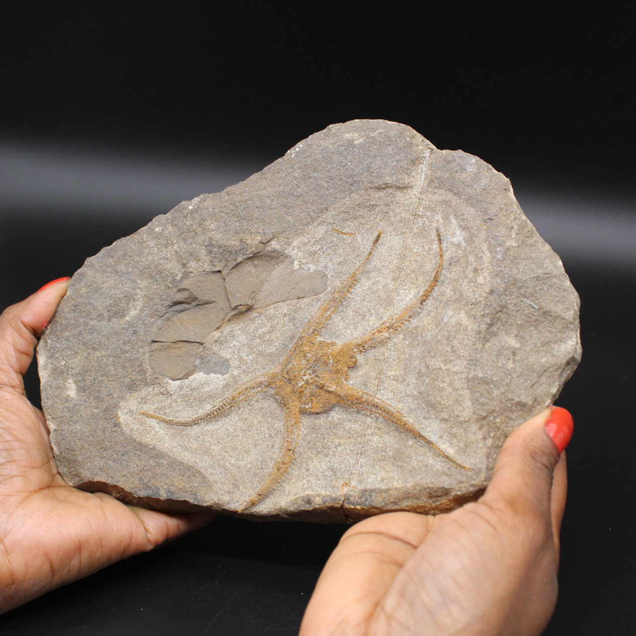 Estrelas quebradiças fossilizadas do Marrocos