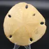 Scutella, fossiele zee-egel - 0