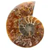 Amonite fóssil de Madagascar - 0