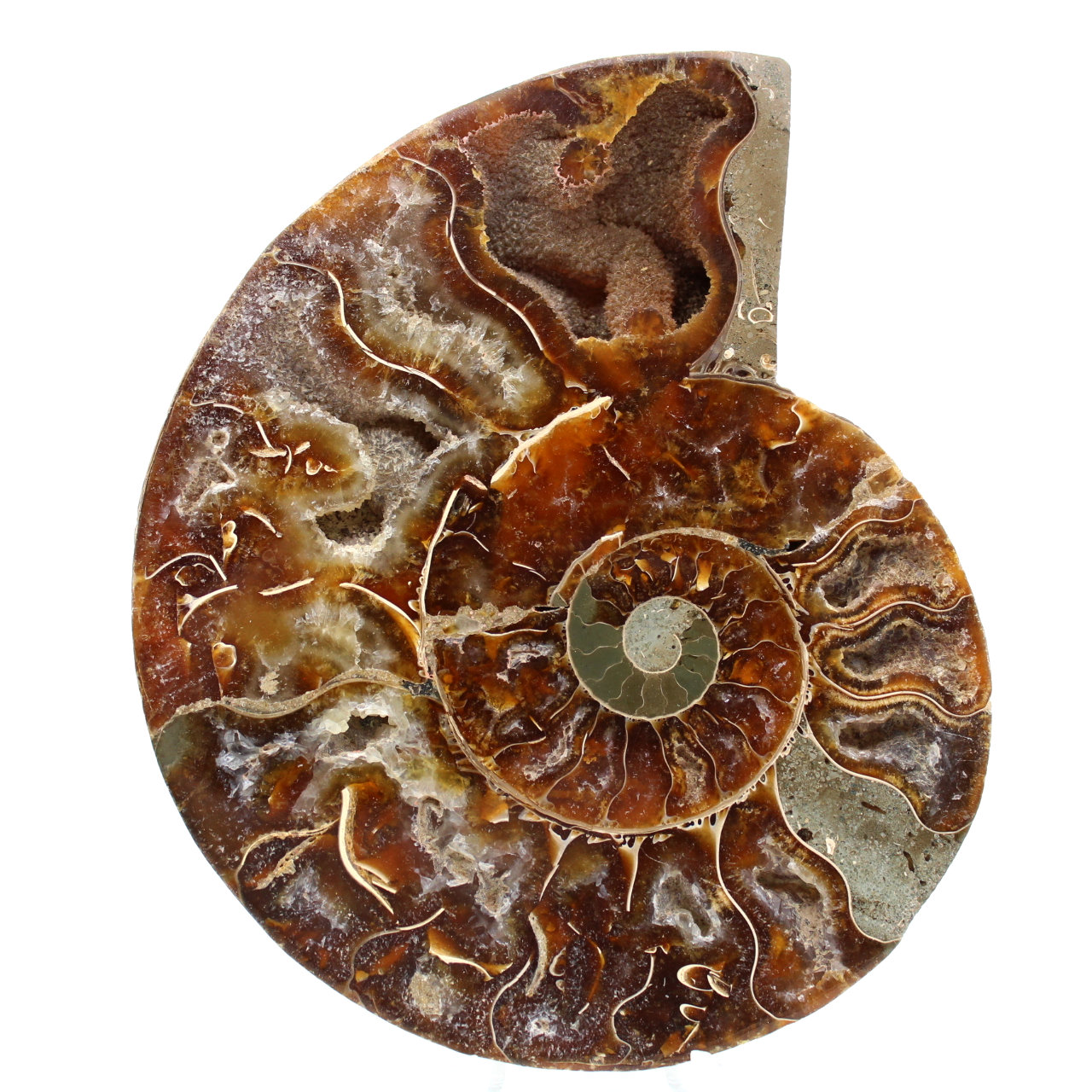 Amonite fóssil de Madagascar