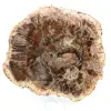 Gepolijst versteend hout uit Madagascar - 0