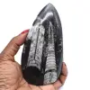 Fóssil de orthoceras de marrocos - 0