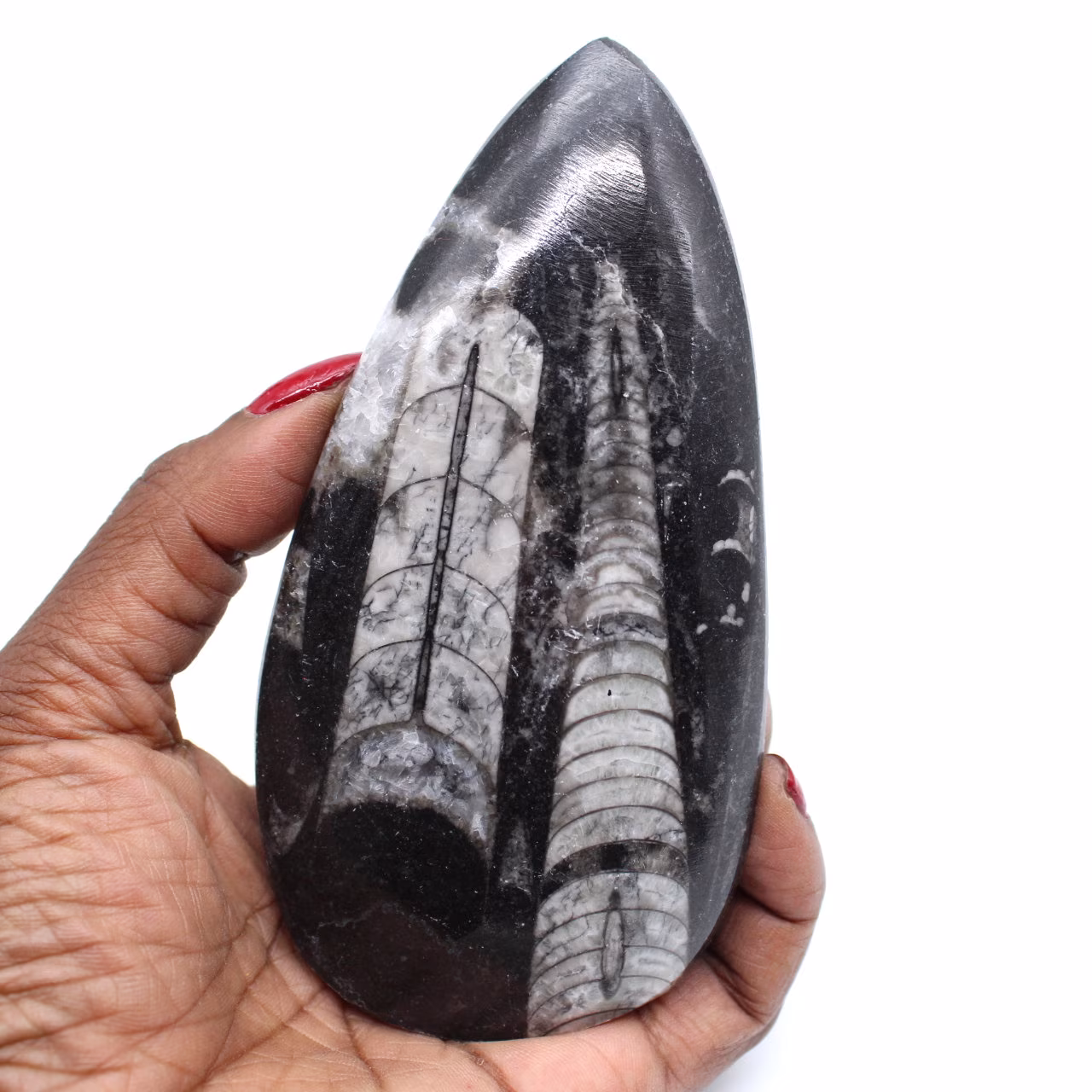 Fóssil de orthoceras de marrocos