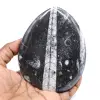 Orthoceras fósseis polidas - 0