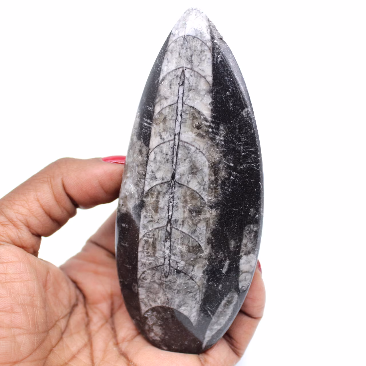 Orthoceras marrocos