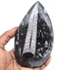 Fóssil de orthoceras polido - 0
