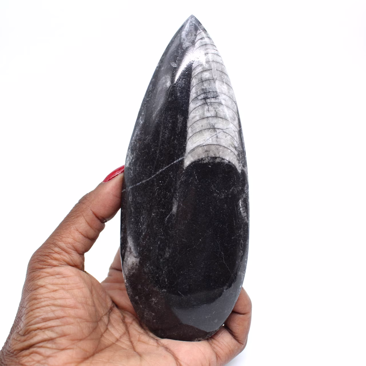 Orthoceras fósseis polidas