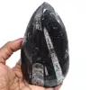 Orthoceras polidas de marrocos - 0