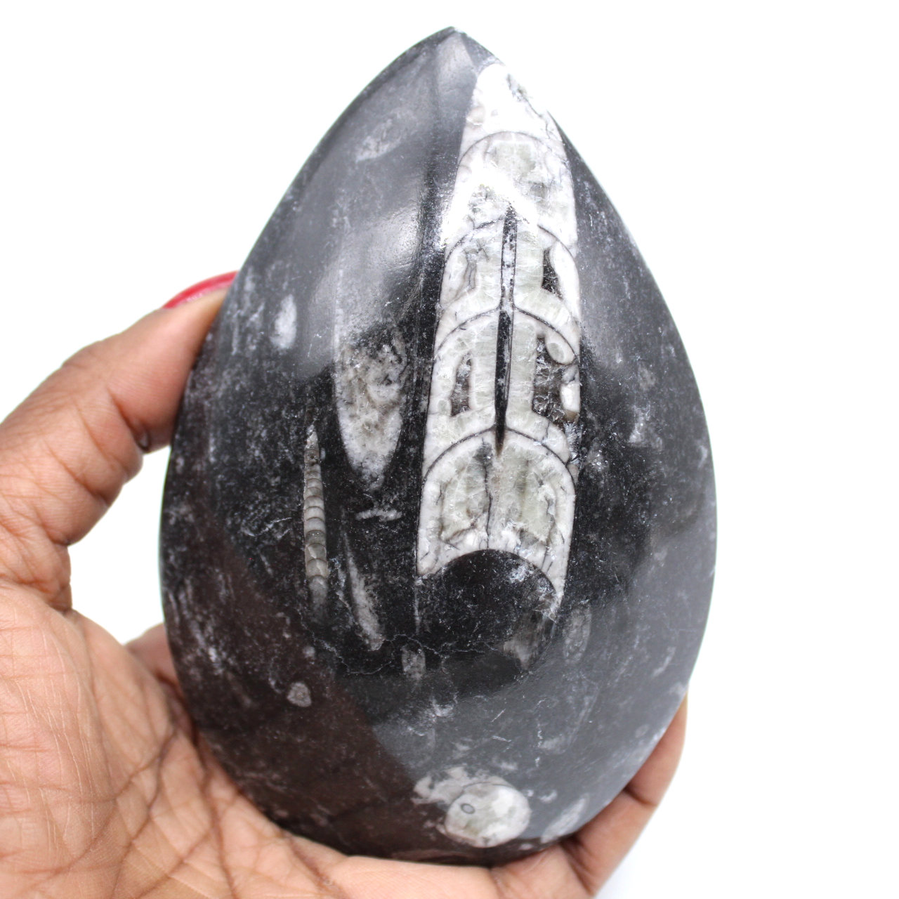 Ortóceras fossilizadas