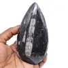 Orthoceras fósseis polidas - 0