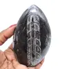 Orthoceras polidas de marrocos - 0