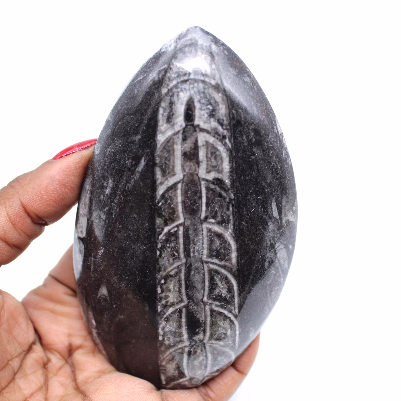 Orthoceras polidas de marrocos