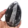 Ortóceras naturais - 0