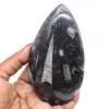 Ortóceras polidas - 0