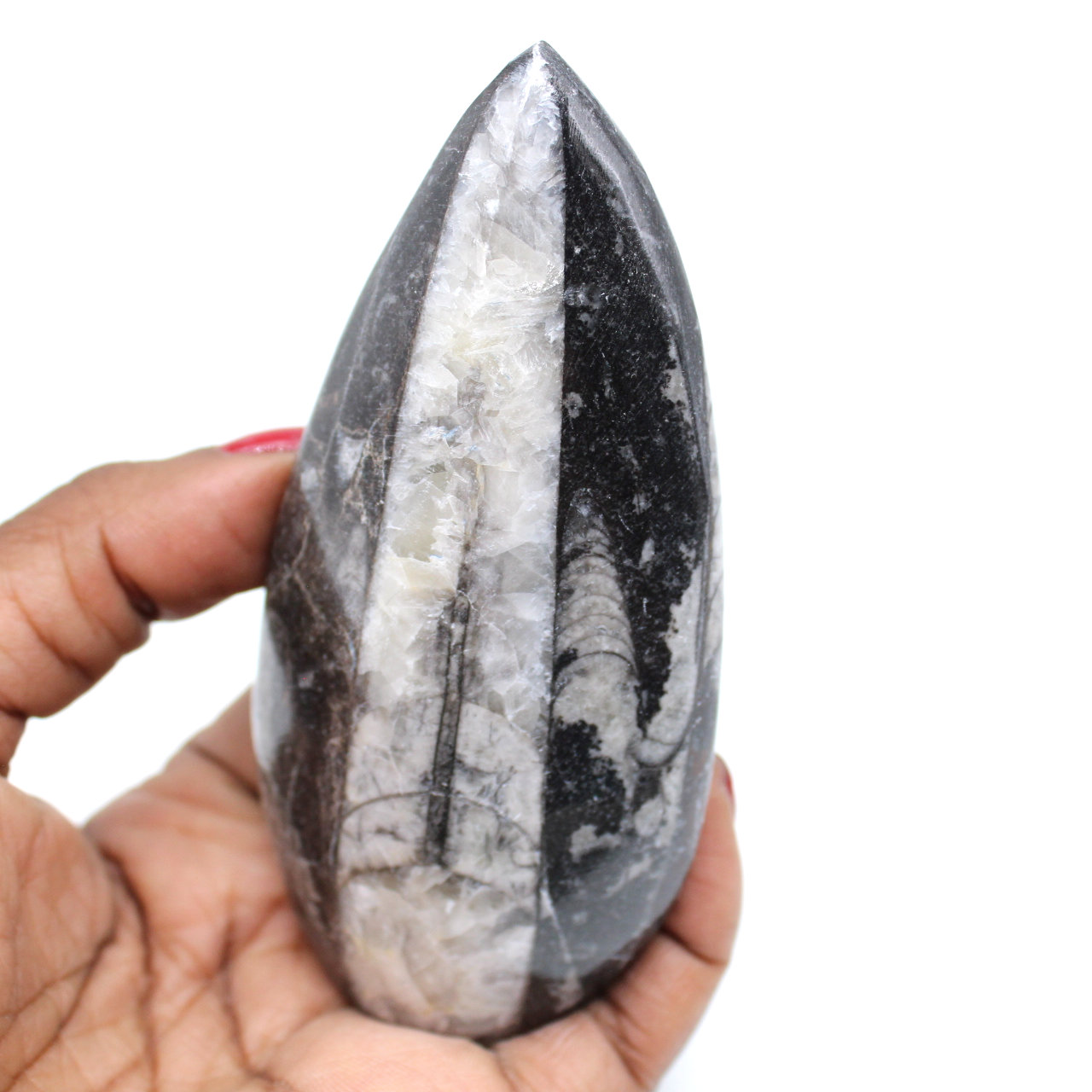 Fóssil de orthoceras de marrocos