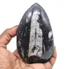 Orthoceras polidas de marrocos - 0