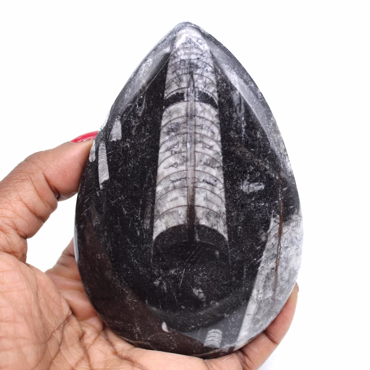 Ortóceras fossilizadas
