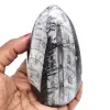 Orthoceras polidas de marrocos - 0