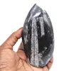 Orthoceras marrocos - 0
