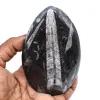 Orthoceras polidas de marrocos - 0