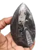 Ortóceras fossilizadas - 0