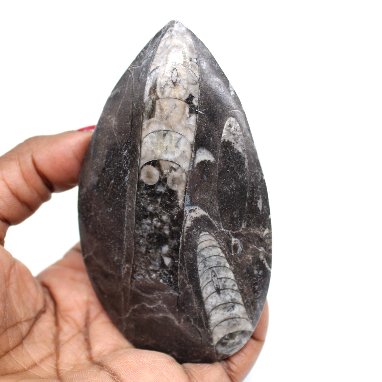 Ortóceras fossilizadas
