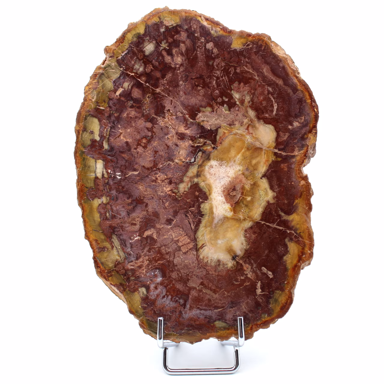 Madeira petrificada polida natural