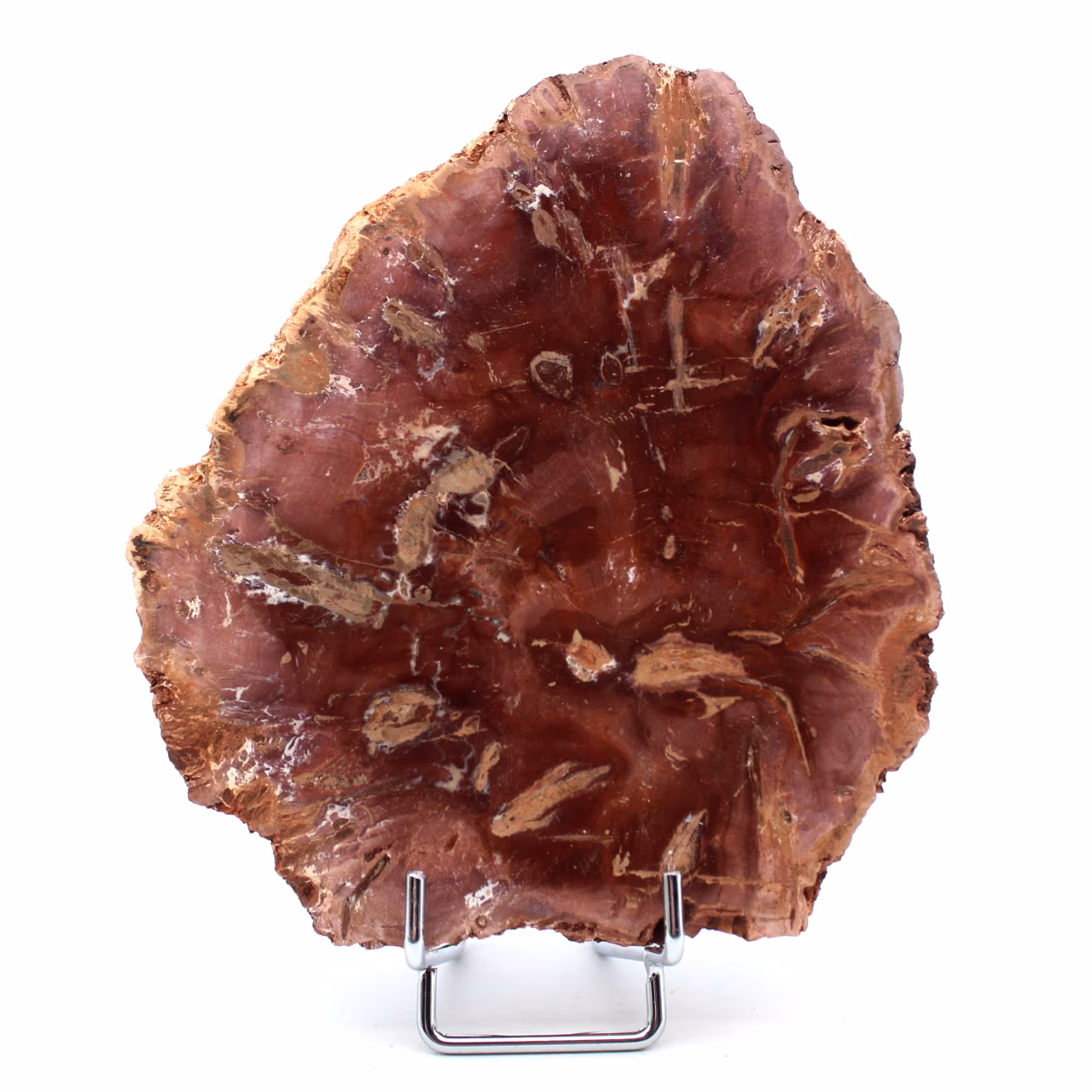 Madeira polida fossilizada de Madagascar