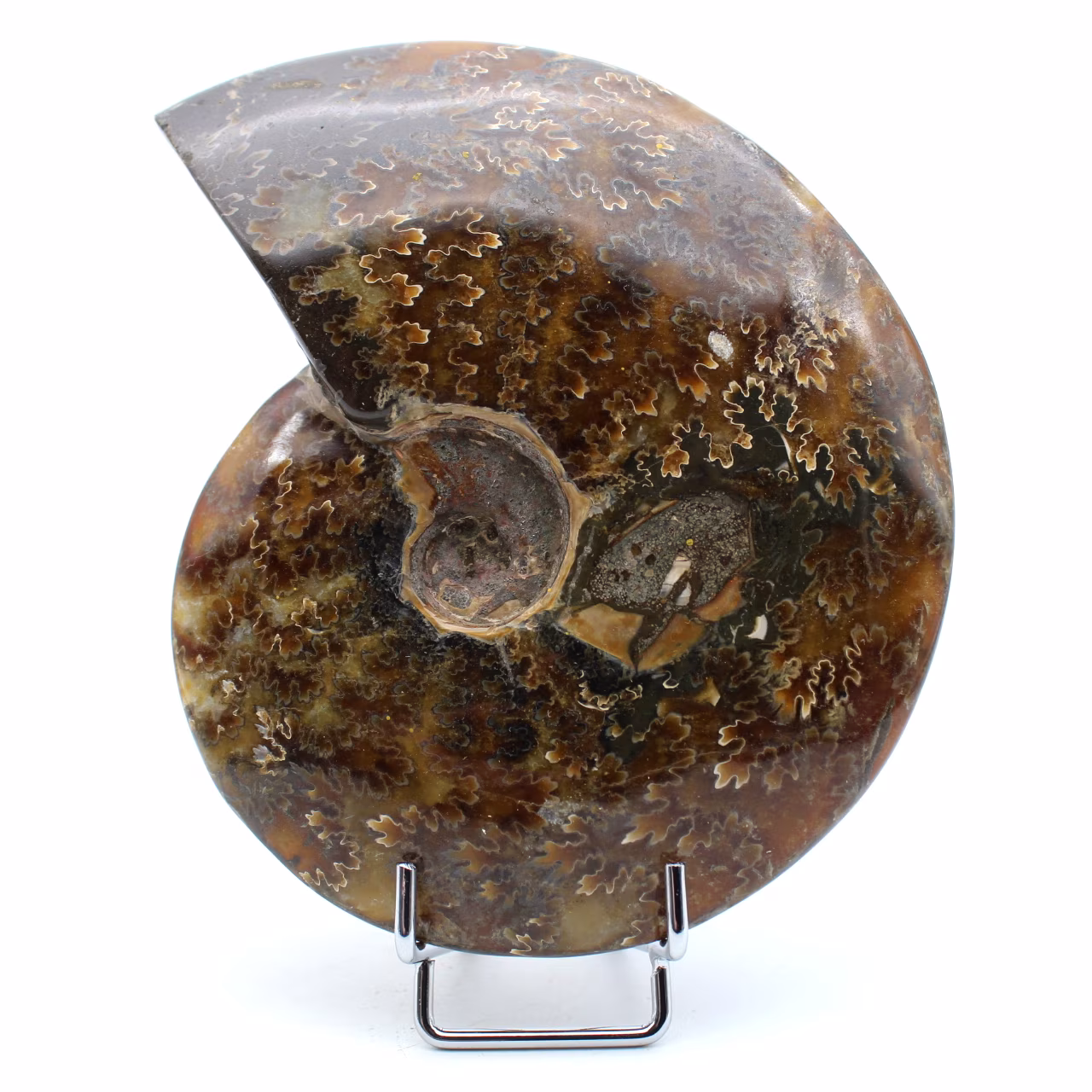 Amonite natural polida inteira