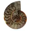 Amonite de madagascar - 0