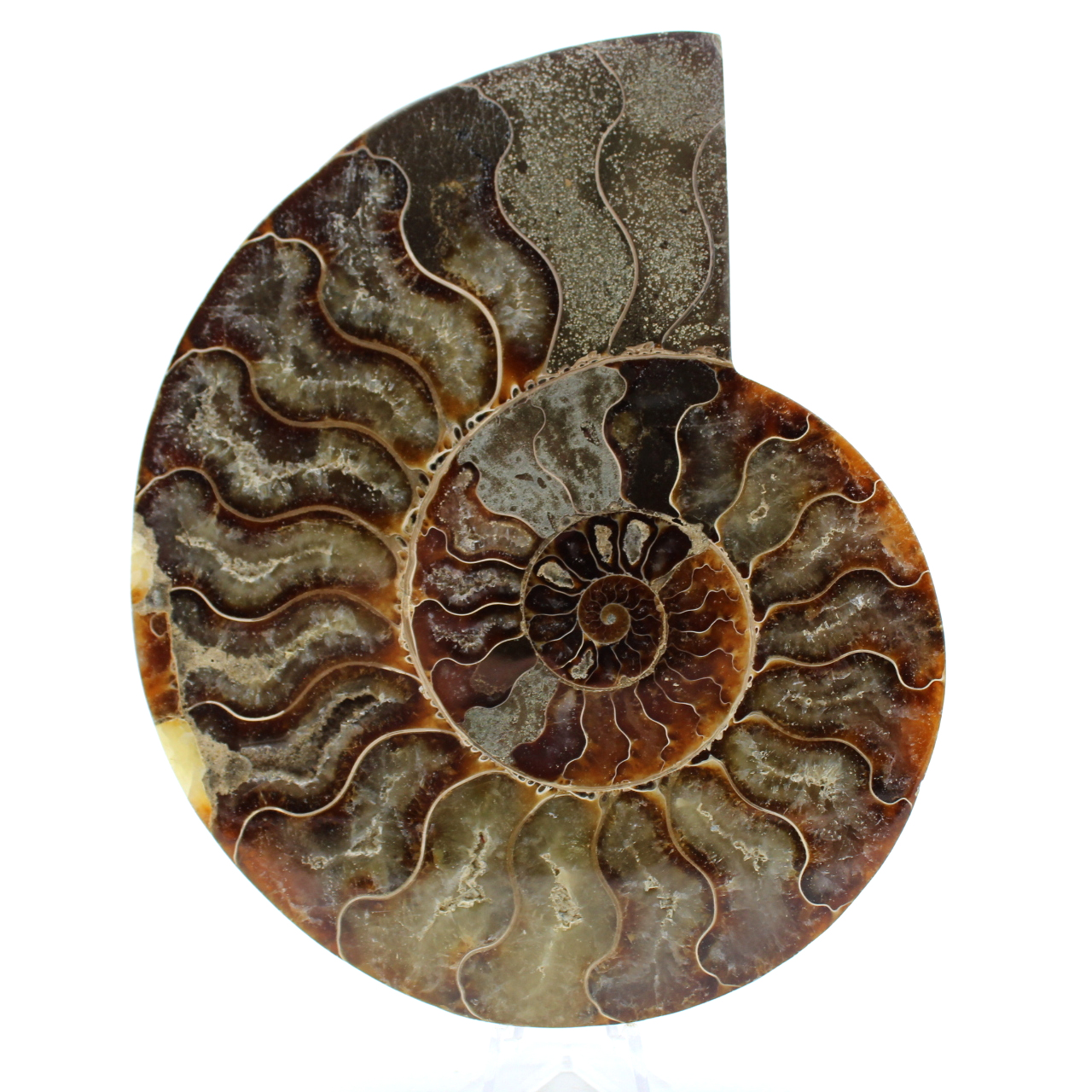 Amonite de madagascar