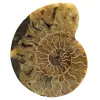Amonite natural de madagascar - 0