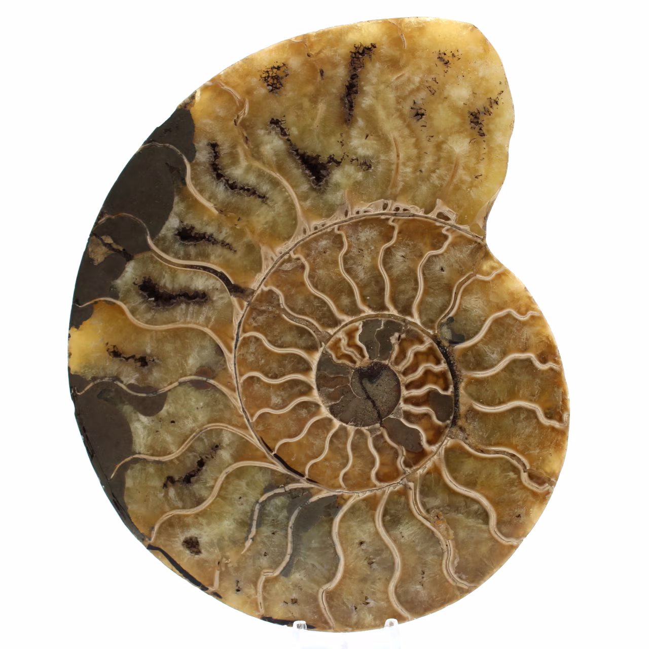 Amonite natural de madagascar
