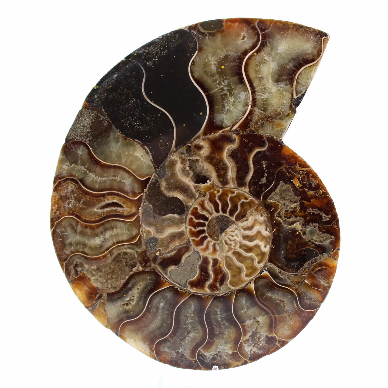 Amonite natural polida fóssil
