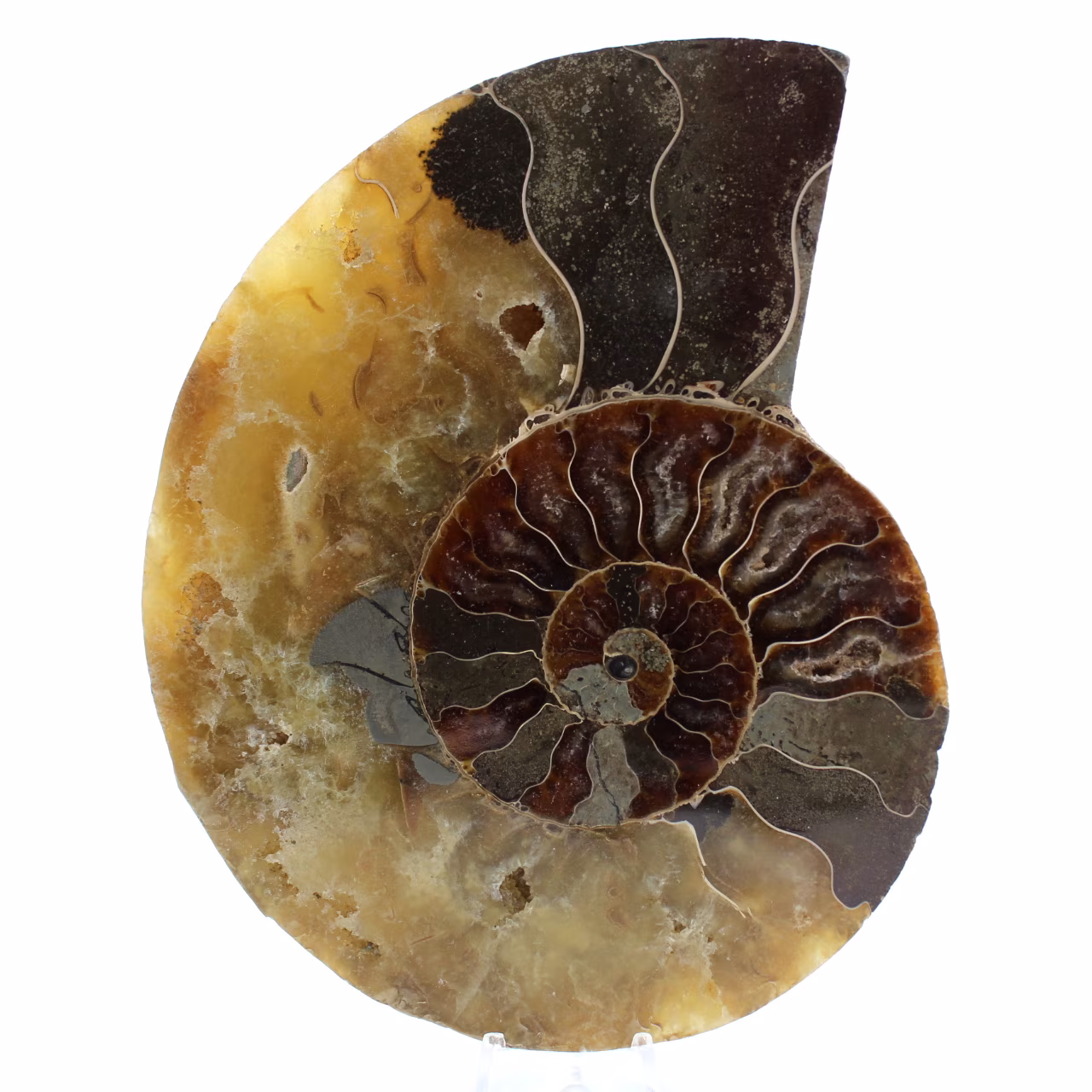Amonite fossilizada