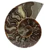 Amonite natural de madagascar - 0