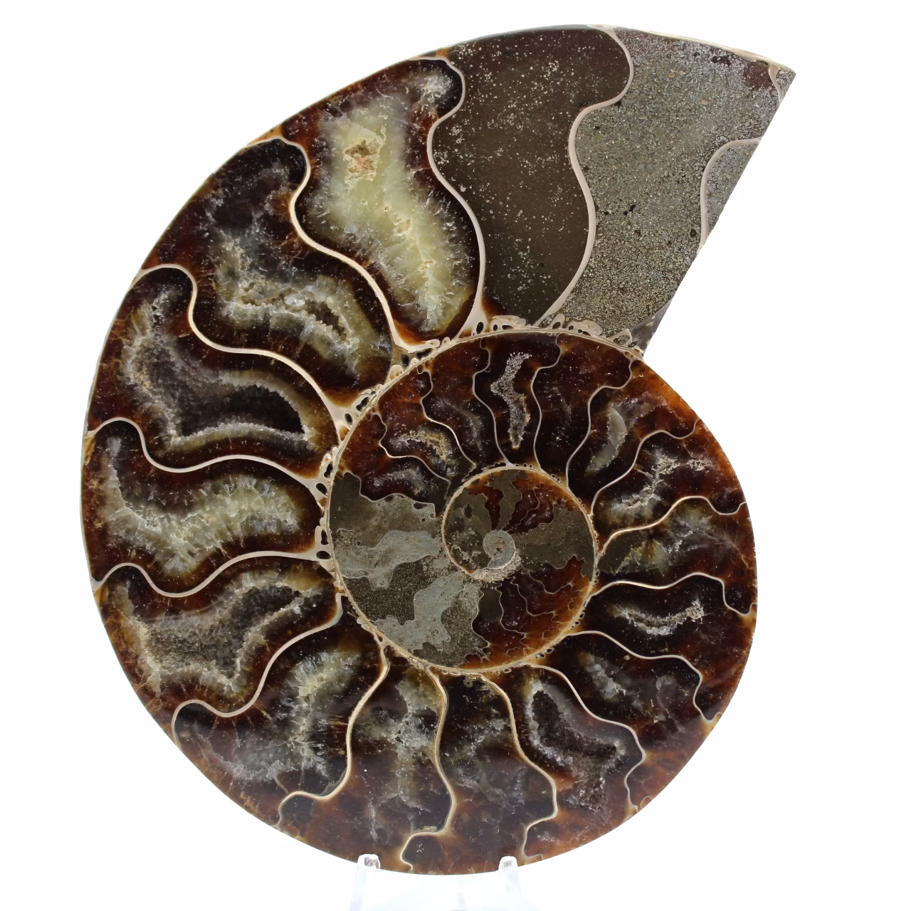 Amonite natural de madagascar