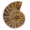 Amonite polido de madagascar - 0