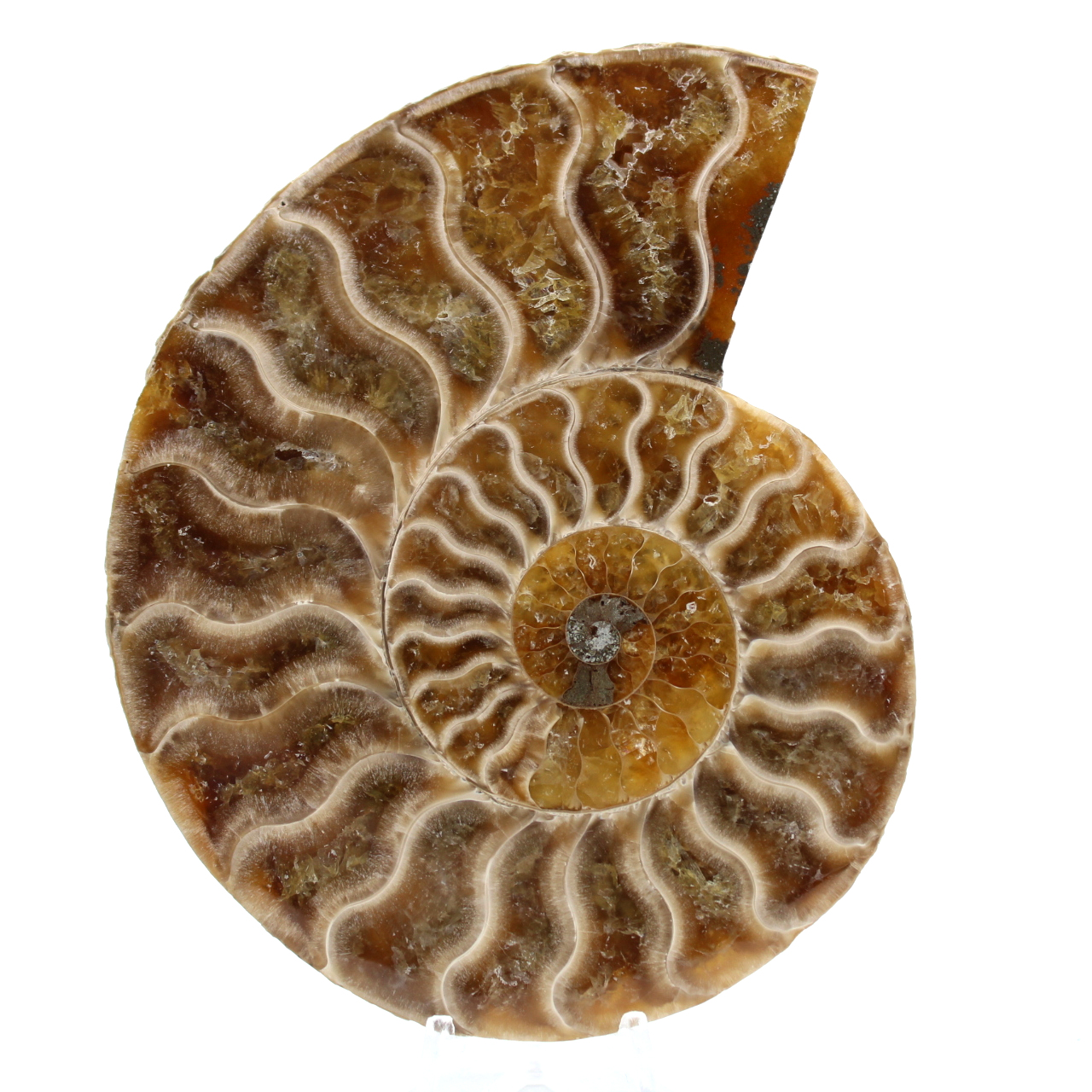 Amonite polido de madagascar