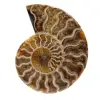 Amonite fóssil polida de madagascar - 0