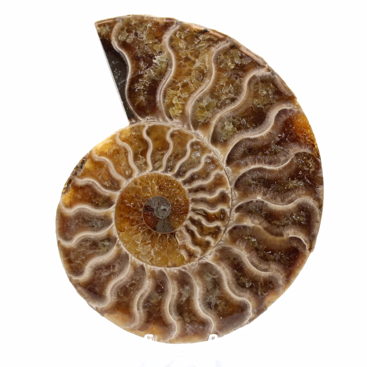 Amonite fóssil polida de madagascar