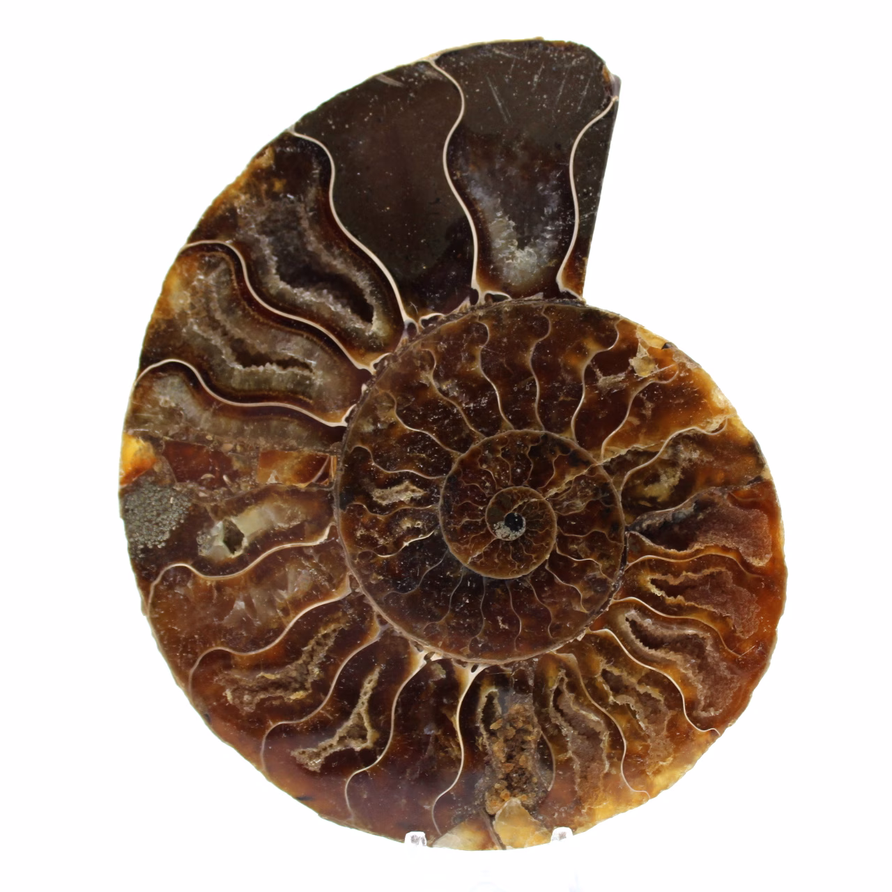 Amonite natural polida fóssil