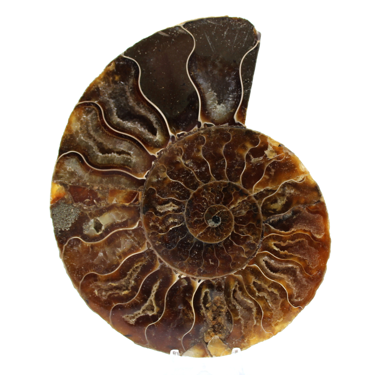 Amonite natural polida fóssil