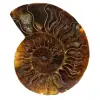 Amonite natural polida de madagascar - 0