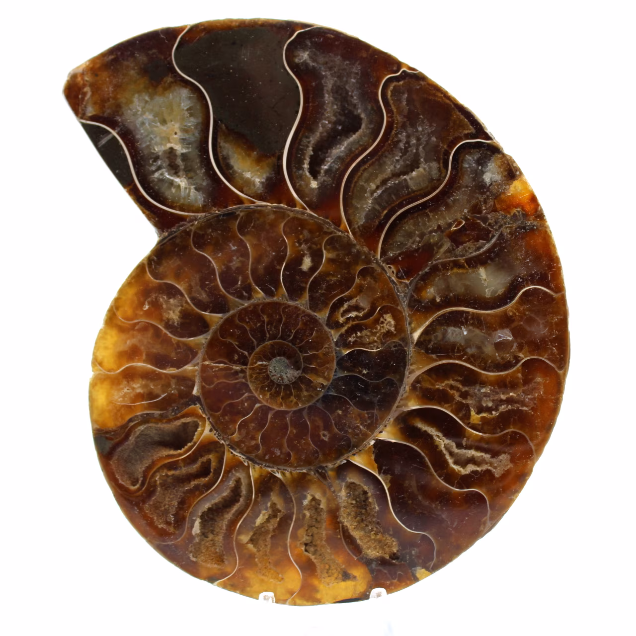 Amonite natural polida de madagascar