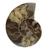 Amonite de madagascar - 0
