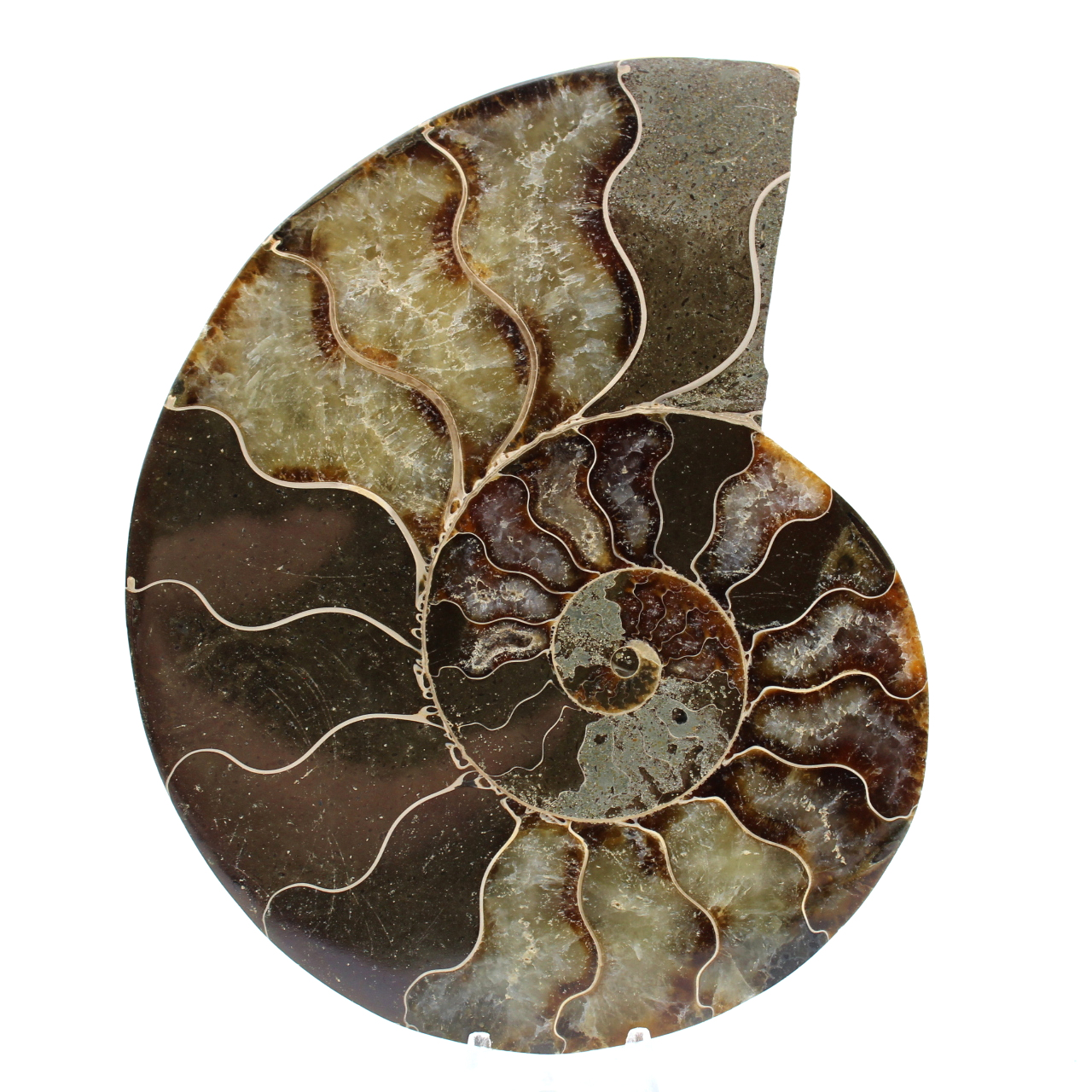 Amonite de madagascar
